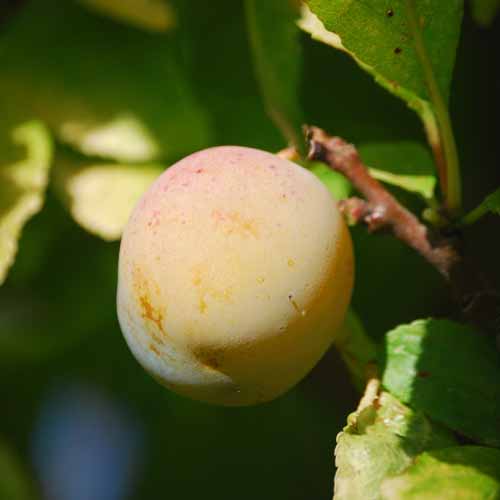 Reine Claude Tardive de Chambourcy