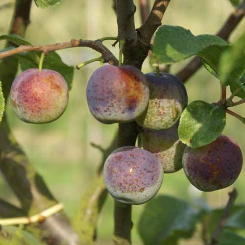 Reine Claude de Vars