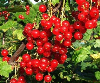 Redcurrant - Rovada