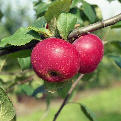 Red Joaneting
