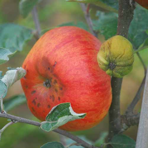 Reinette de Brucbrucks