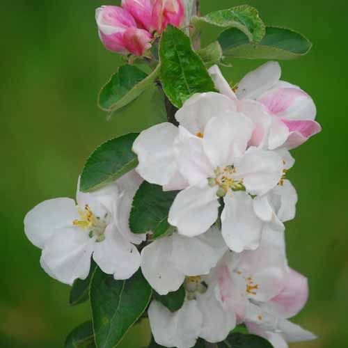 Reinette de Brucbrucks