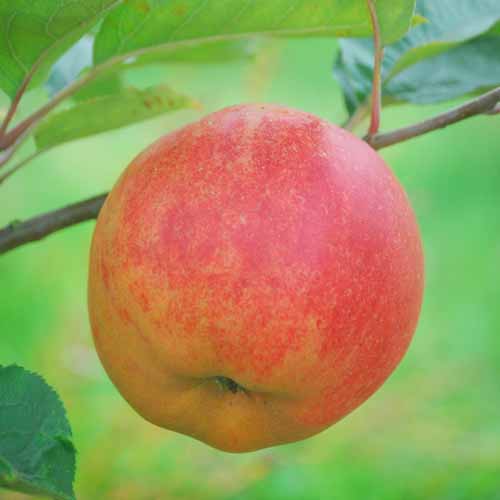 Reinette de Brucbrucks