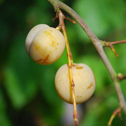 Reine Claude de Bavay