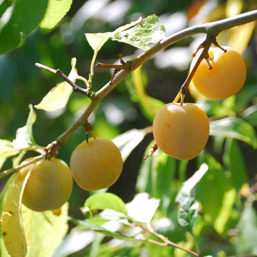 Reine Claude de Bavay