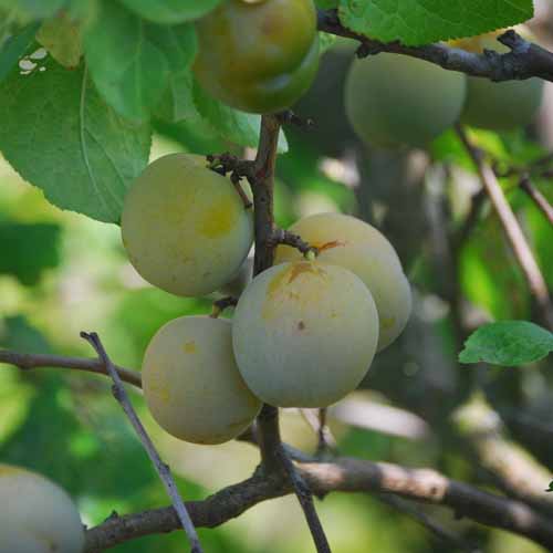 Reine Claude de Bavay