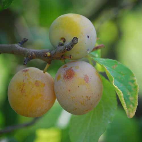 Reine Claude de Bavay