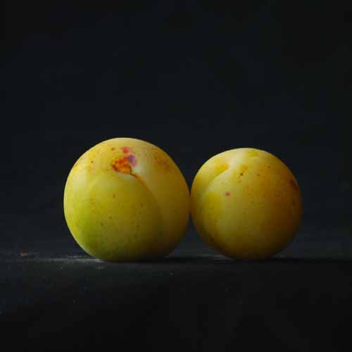 Reine Claude de Bavay