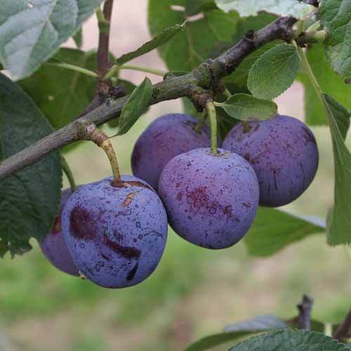 Reine Claude Violette