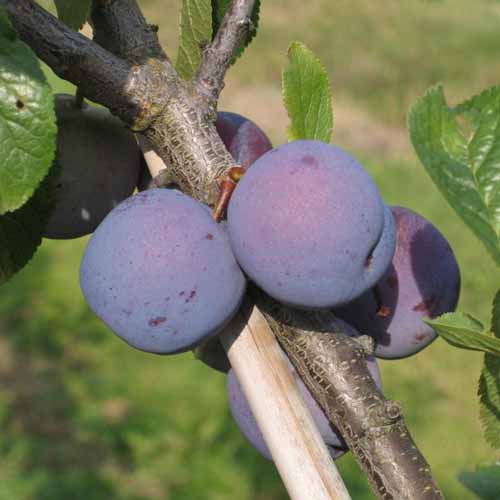 Reine Claude Violette