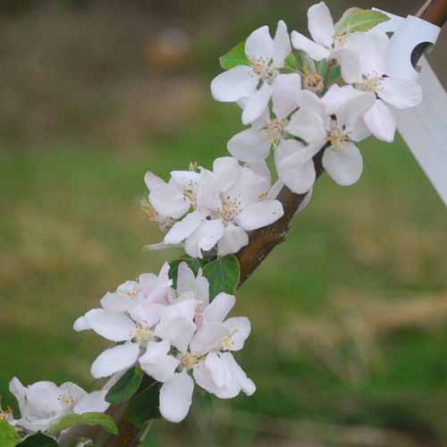 Reinette Rouge Étoilée