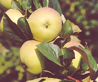 Apple - Reverend W Wilks