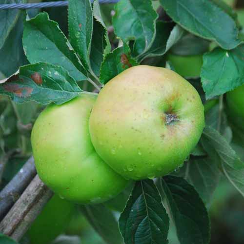 Rhode Island Greening