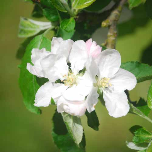 Rhode Island Greening