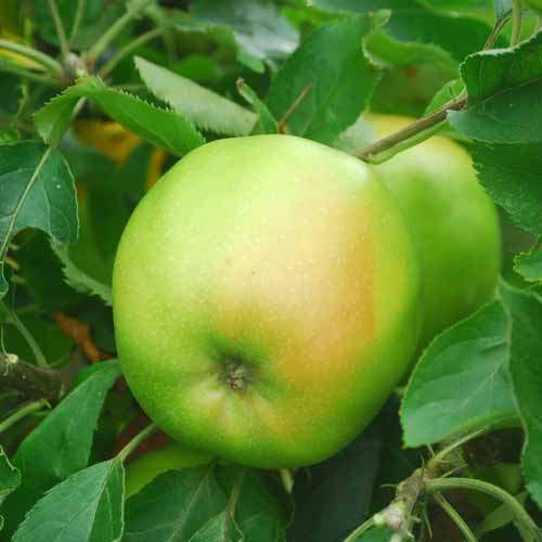 Rhode Island Greening