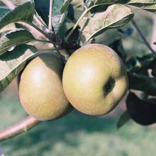 Roxbury Russet