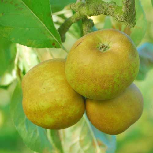 Roxbury Russet