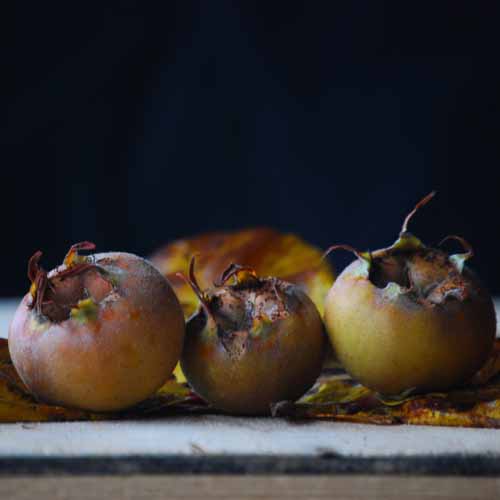 Royal Medlar