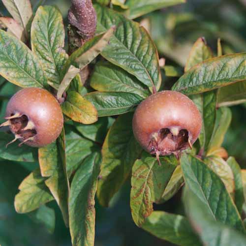 Royal Medlar