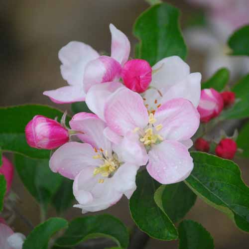 Rubinette Rosso