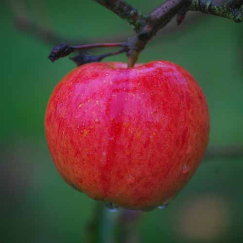 Rubinette Rosso
