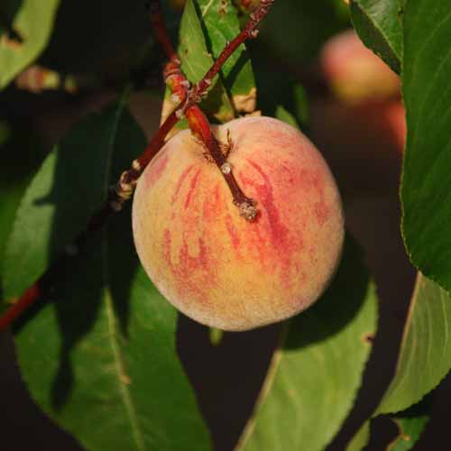 Sanguine de Savoie