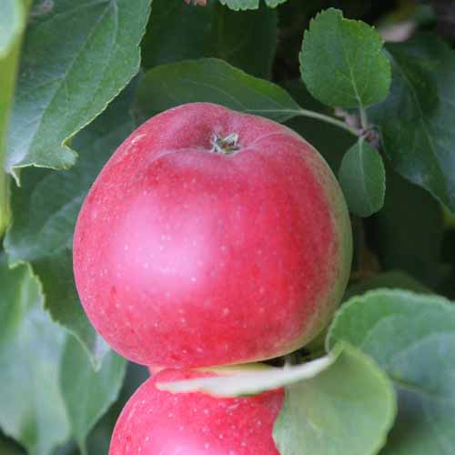 Scarlet Pimpernel