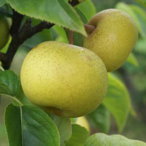 Shinseki Asian Pear
