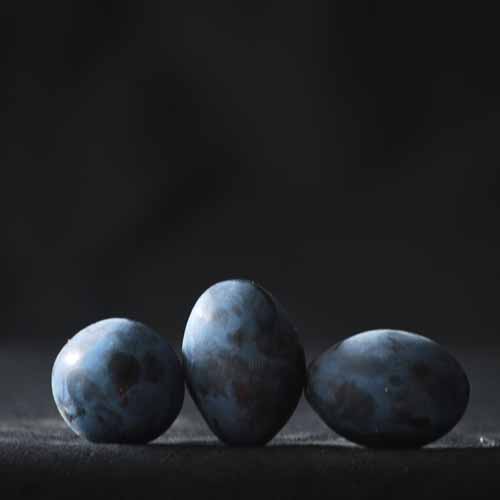 Shropshire Prune