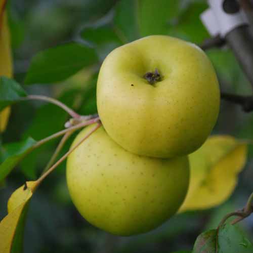 Sisson's Worksop Newtown