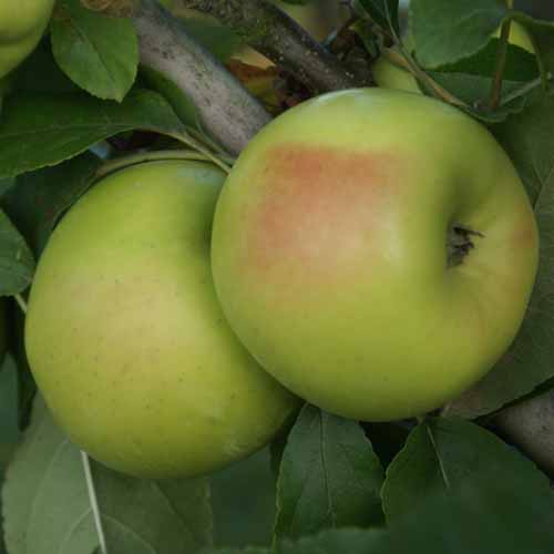 Sisson's Worksop Newtown