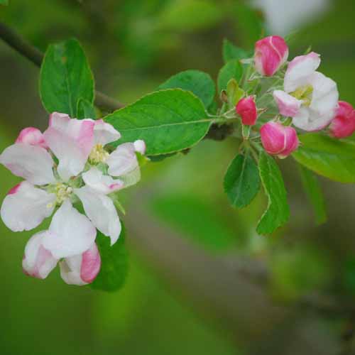 Sisson's Worksop Newtown