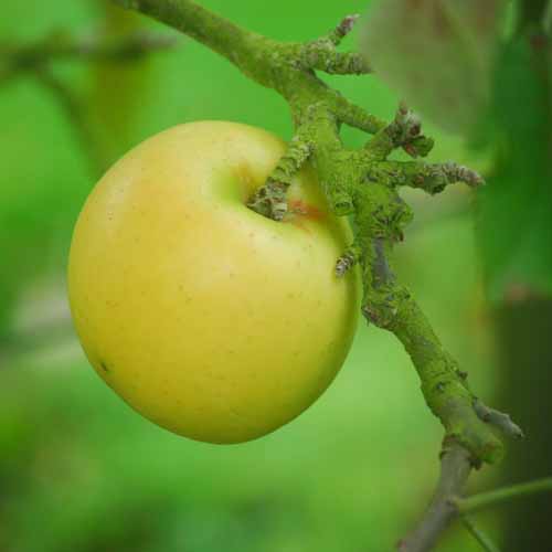 Sisson's Worksop Newtown