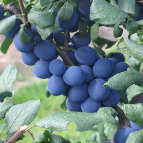Small Black Bullace