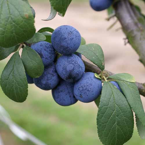 Small Black Bullace