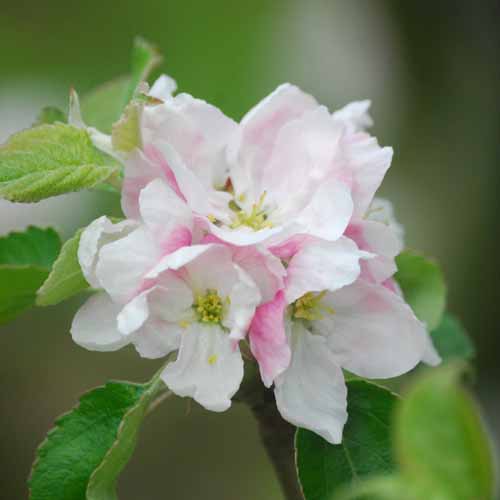 Smart's Prince Arthur