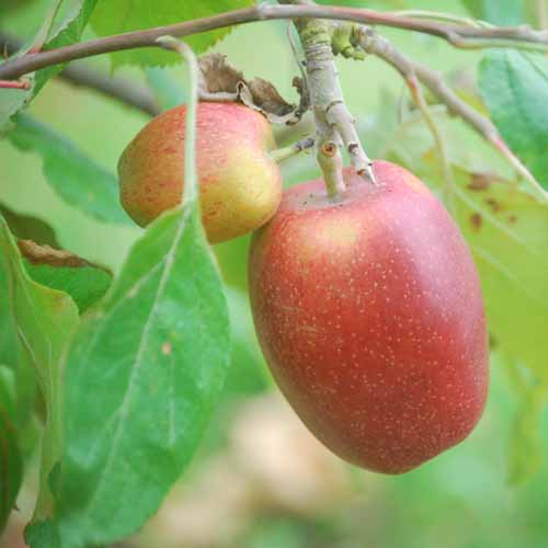 Smart's Prince Arthur