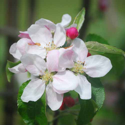 Nuvar™ Stardance™