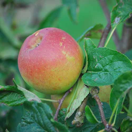 Nuvar™ Stardance™