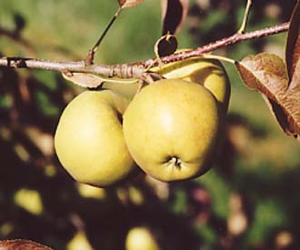 Stark® Golden Delicious Apple Tree