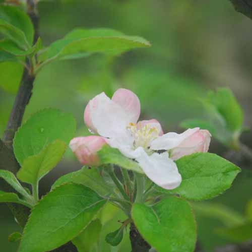 Starkspur Golden Delicious