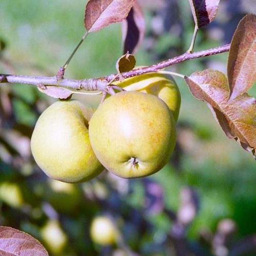 Starkspur Golden Delicious