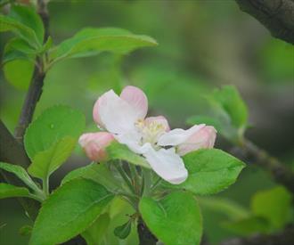 Stark® Golden Delicious Apple Tree