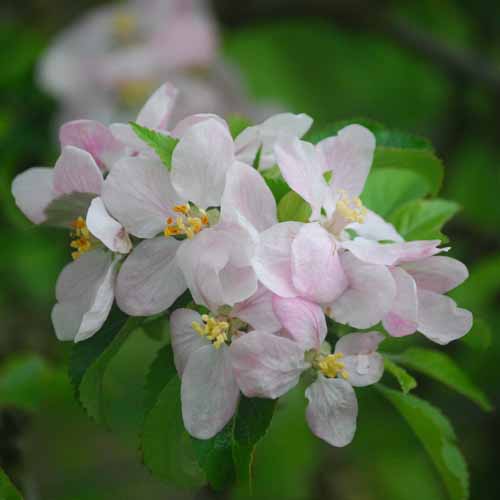 St Augustine's Orange