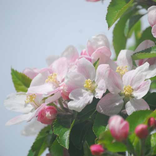 St Augustine's Orange