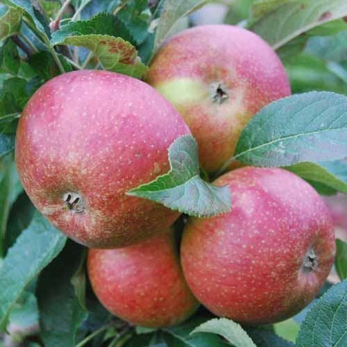 St Augustine's Orange