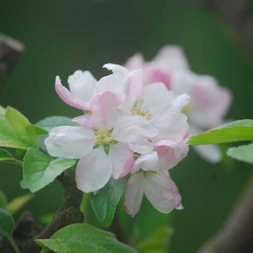 Summer Golden Pippin
