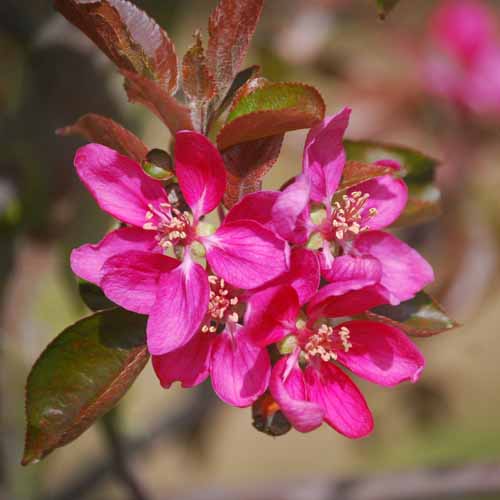 Tickled Pink Baya® Marisa