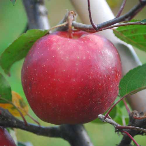 Tickled Pink Baya® Marisa