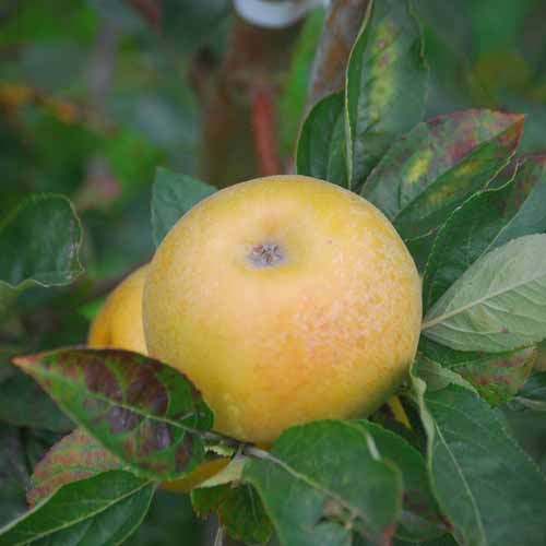 Tiroler Spitzlederer